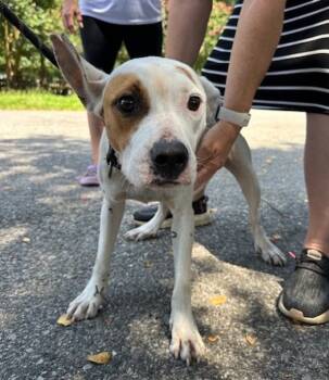 Rescue Mixed Breed Dogs for Adoption in Mobile, Alabama - Monica | PetCurious