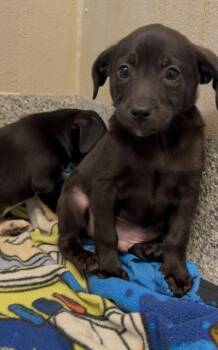 Chihuahua and Terrier Dogs Available for Adoption in Manassas, Virginia - Paco (ID 51706) | PetCurious