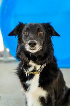 Jade -  Border Collie Dog Available for Adoption in Morgantown, West Virginia - Jade | PetCurious