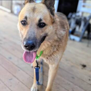 Jairo -  German Shepherd Dog Dog for Adoption in Oakland, California - Jairo | PetCurious