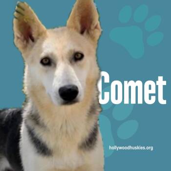 Comet -  German Shepherd Dog and Siberian Husky Dog for Adoption in Los Angeles, California - Comet | PetCurious