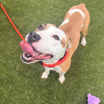 Shadoobie -  Mixed Breed Dog for Adoption in Philadelphia, Pennsylvania - Shadoobie | PetCurious