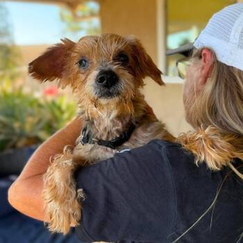 Turner -  Silky Terrier Dog for Adoption in Ramona, California - Turner | PetCurious