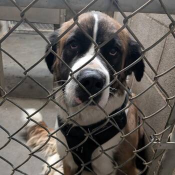 Saint Bernard Dogs Available for Adoption - Amor | PetCurious