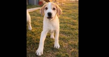German Shorthaired Pointer and Great Pyrenees Dogs Available for Adoption - Charlotte