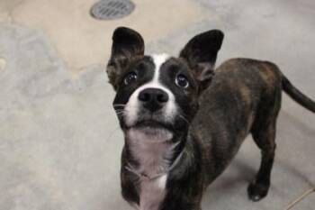 Labrador Retriever and Mixed Breed Dogs Available for Adoption - Juniper | PetCurious