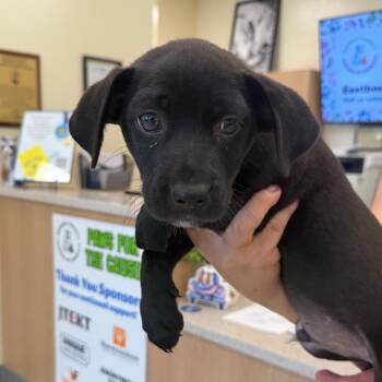 Marvin -  Black Labrador Retriever and Mixed Breed Dog for Adoption in Madisonville, Tennessee - Marvin | PetCurious