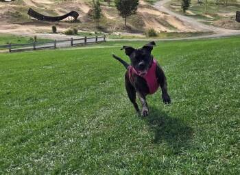 Roxy -  Boxer and Mastiff Dog for Adoption in Denver, Colorado - Roxy | PetCurious