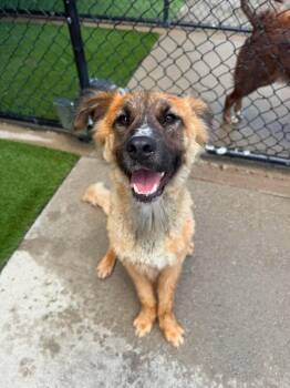Spud -  German Shepherd Dog Dog for Adoption in Richmond, Kentucky - Spud | PetCurious