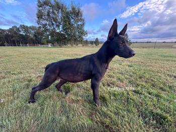 Rescue German Shepherd Dog Dogs for Adoption in Rome, Georgia - Akira | PetCurious