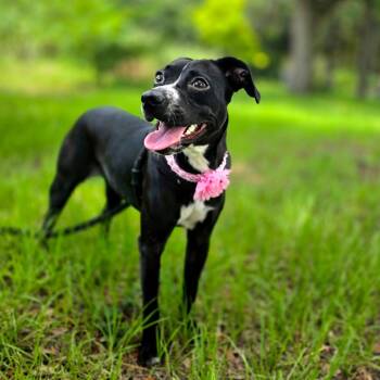 Piggy -  Mixed Breed Dog for Adoption in Port Charlotte, Florida - Piggy | PetCurious