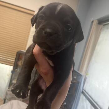 Sapphire -  Mixed Breed Dog for Adoption in Chattanooga, Tennessee - Sapphire | PetCurious