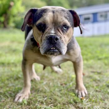 Rescue Beagle and Bulldog Dogs for Adoption in Latrobe, Pennsylvania - Bingo | PetCurious
