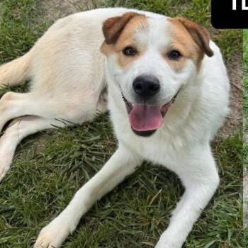 Johnny -  Great Pyrenees Dog for Adoption - Johnny | PetCurious