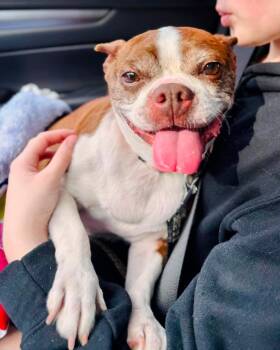Boston Terrier Dogs Available for Adoption in Glocester, Rhode Island - Abby | PetCurious