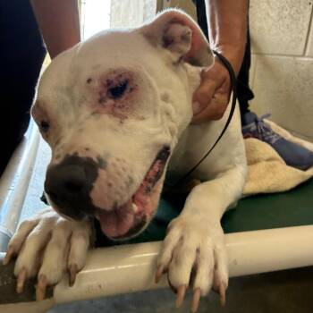 Dallas -  Terrier Dog for Adoption in Bronson, Florida - Dallas | PetCurious