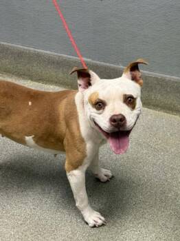 Pit Bull Terrier and Mixed Breed Dogs Available for Adoption in Las Vegas, Nevada - DARLING | PetCurious