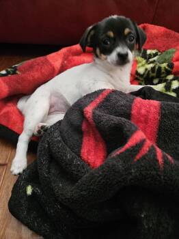 Violet -  Chihuahua Dog for Adoption in The Woodlands, Texas - Violet | PetCurious