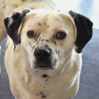 Rescue Dalmatian and Australian Cattle Dog Blue Heeler Dogs for Adoption in Rifle, Colorado - Poncho | PetCurious