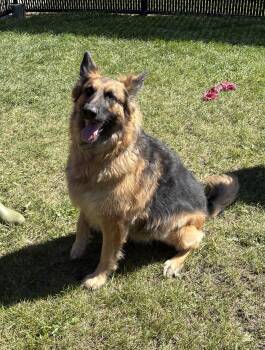 Siggi -  German Shepherd Dog Dog for Adoption in Bourbonnais, Illinois - Siggi | PetCurious