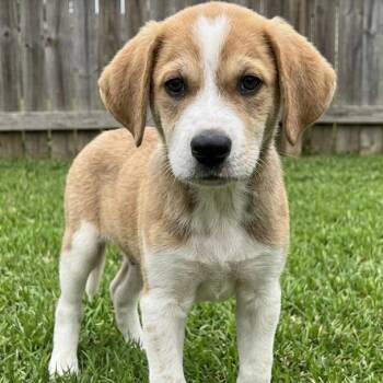 Monty - Sponsored Reduced Adoption Fee -  Beagle and Labrador Retriever Dog for Adoption in Crown Point, Indiana - Monty - Sponsored Reduced Adoption Fee | PetCurious