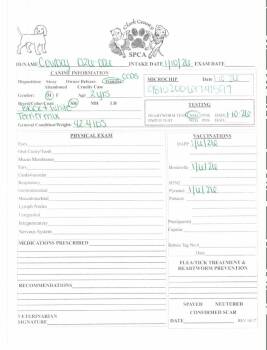 Terrier Dogs Available for Adoption - Cowboy | PetCurious