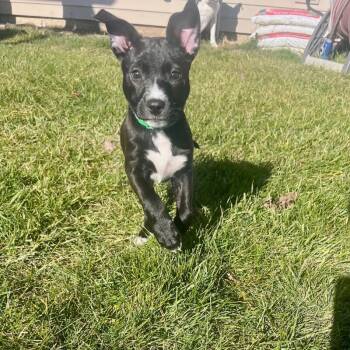 Rescue Mixed Breed Dogs for Adoption in Alma, Wisconsin - Romy | PetCurious