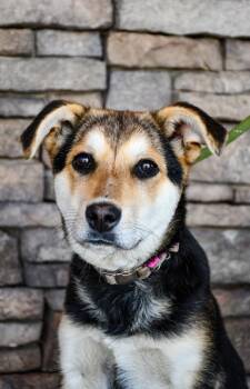 German Shepherd Dog and Mixed Breed Dogs Available for Adoption in Yakima, Washington - Mila | PetCurious