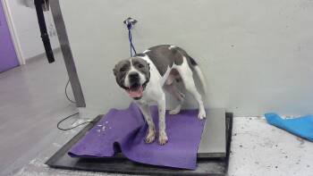 Labrador Retriever and Mixed Breed Dogs Available for Adoption in Houston, Texas - A2072117 | PetCurious