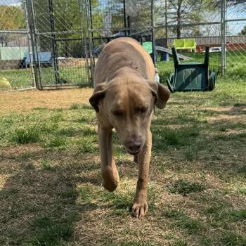 Mixed Breed Dogs Available for Adoption - Seuss | PetCurious