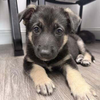 Oakley -  German Shepherd Dog Dog for Adoption in Aberdeen, North Carolina - Oakley | PetCurious