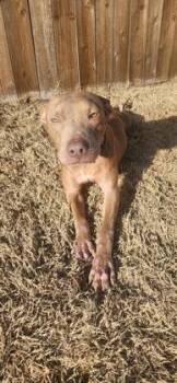 Rescue Pit Bull Terrier and Mixed Breed Dogs for Adoption in Fort Worth, Texas - Sourdough | PetCurious