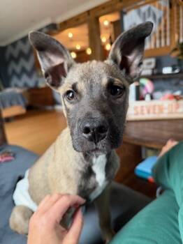 Rescue Hound Dogs for Adoption in New Albany, Ohio - Klaus ('25) | PetCurious