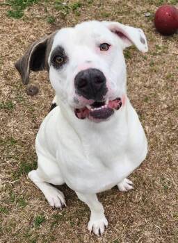 WILLIE -  Labrador Retriever and Mixed Breed Dog for Adoption in Brunswick, Georgia - WILLIE | PetCurious