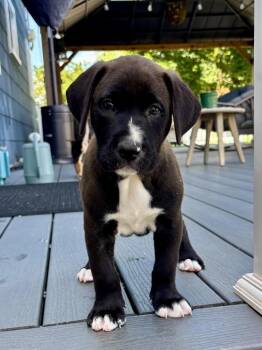 Ravioli -  Labrador Retriever and Foxhound Dog for Adoption in Greenlawn, New York - Ravioli | PetCurious