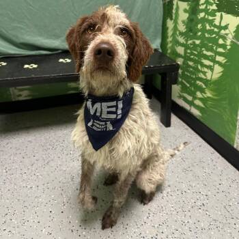 Dusty -  German Shorthaired Pointer and Poodle Dog for Adoption in Logan, Utah - Dusty | PetCurious