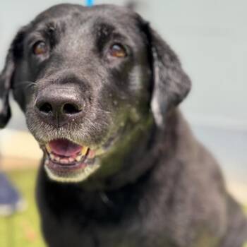 Labrador Retriever Dogs Available for Adoption in San Diego, California - Doris | PetCurious