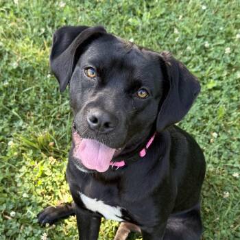 Jelly Belly -  Black Labrador Retriever Dog for Adoption in Grayslake, Illinois - Jelly Belly | PetCurious