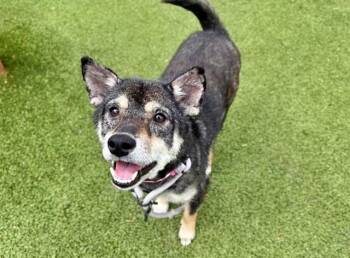 Shiba Inu and Mixed Breed Dogs Available for Adoption in Brentwood, Missouri - LUCY | PetCurious