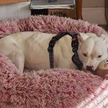 LAYLA - Needs a Foster or Adopter -  Pit Bull Terrier Dog for Adoption in Largo, Florida - LAYLA - Needs A Foster Or Adopter | PetCurious