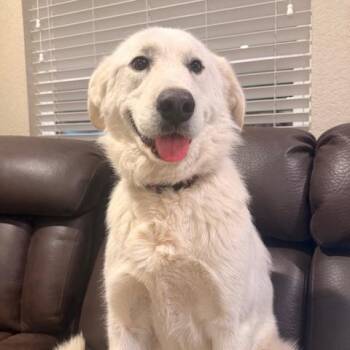 Great Pyrenees Dogs Available for Adoption in Quitman, Texas - BANKS | PetCurious