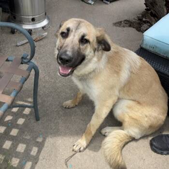Goldie -  Anatolian Shepherd Dog for Adoption in Rowlett, Texas - Goldie | PetCurious