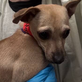 Rescue Chihuahua Dogs for Adoption in Yuma, Arizona - Moonie | PetCurious