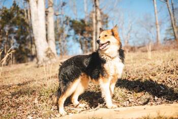 Border Collie and Mixed Breed Dogs Available for Adoption - Foxley | PetCurious