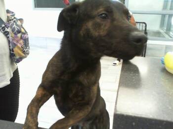 Mixed Breed Dogs Available for Adoption in Charlotte, North Carolina - ARTHUR | PetCurious