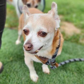 Murphy -  Chihuahua Dog for Adoption in Toms Brook, Virginia - Murphy | PetCurious