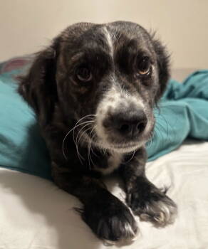 Rescue Spaniel Dogs for Adoption in Seattle, Washington - Oreo 2 | PetCurious