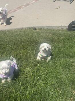 LilyAnn -  Maltese Dog for Adoption in Rancho Cucamonga, California - LilyAnn | PetCurious