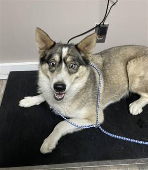 GHOST -  Siberian Husky and Mixed Breed Dog for Adoption in Redlands, California - GHOST | PetCurious
