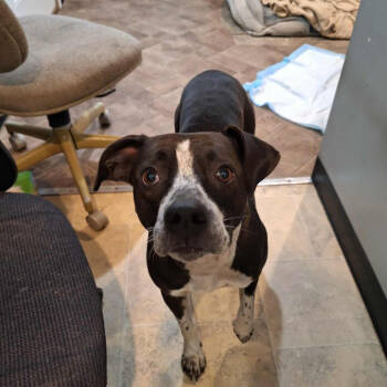 Rescue Mixed Breed Dogs for Adoption in Boaz, Alabama - Beretta | PetCurious